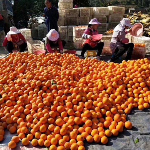 寻乌县赣南脐橙主产区寻乌脐橙产地直发，电商落地配，一件代发。