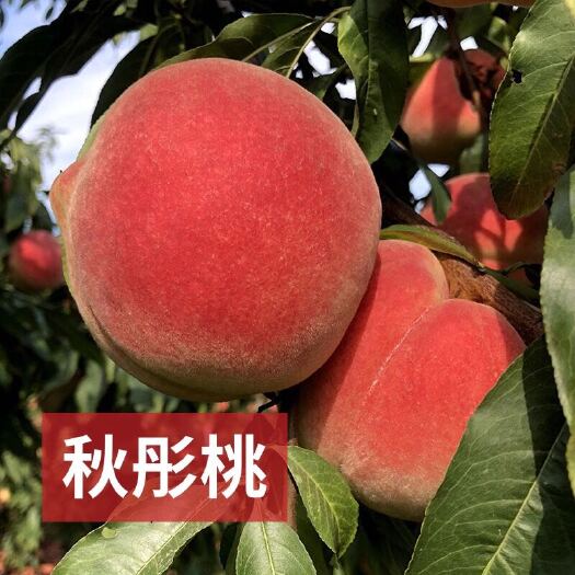 平邑县秋彤桃树苗 特大离合品种 脆甜可口 南北方可种植