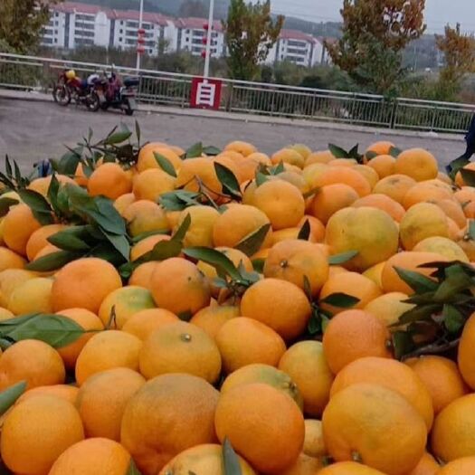 丹江口市蜜桔 