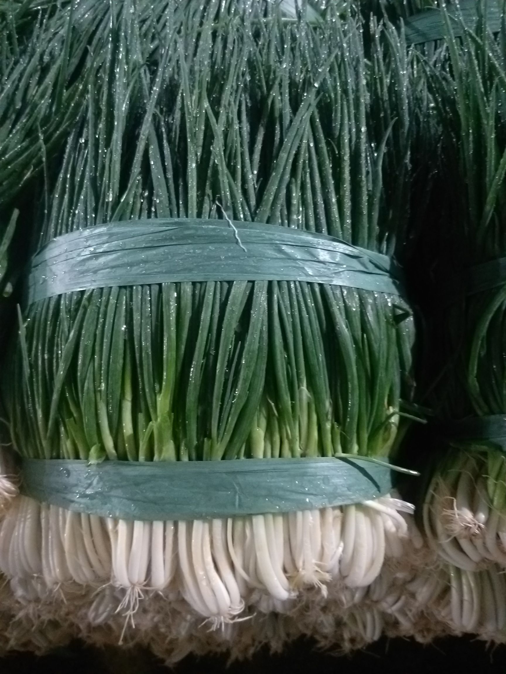 四季葱  小葱红葱 黑葱 云南红河泸西