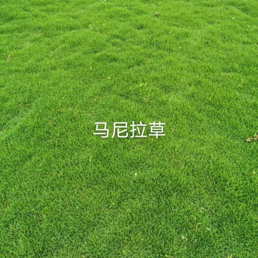 富川县草  本公司长期供应各种绿化草皮苗木，主要经营马尼拉草，