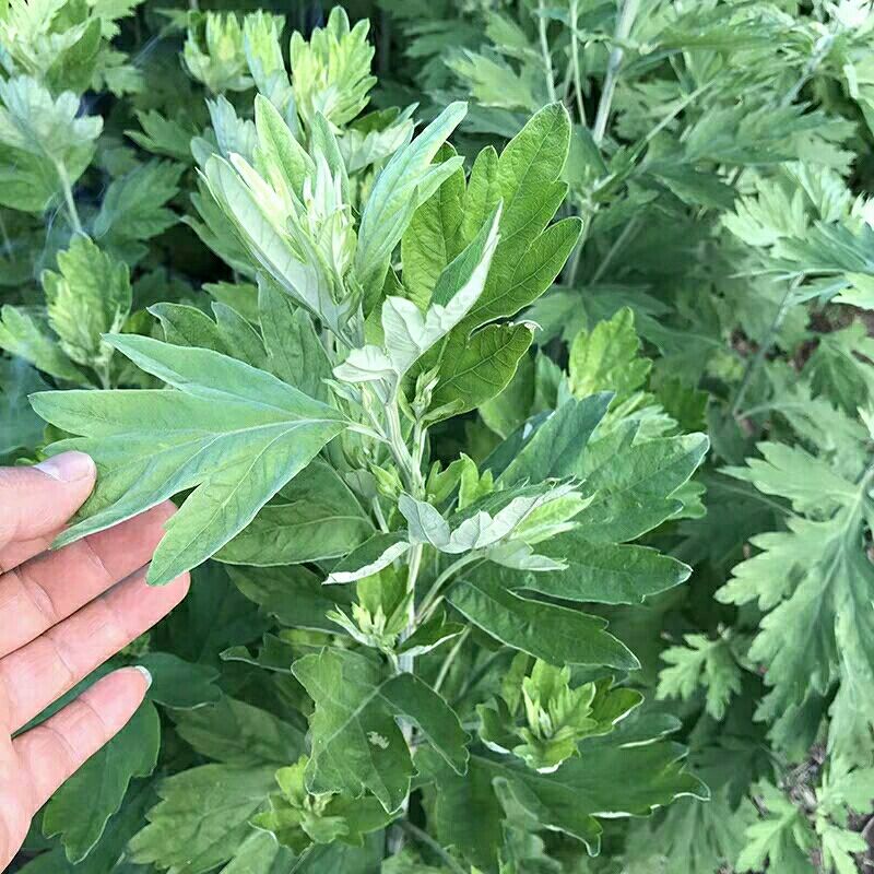 艾草苗  野生艾草室内驱蚊虫绿植艾蒿四季种植艾叶月子泡澡截杆带土发货