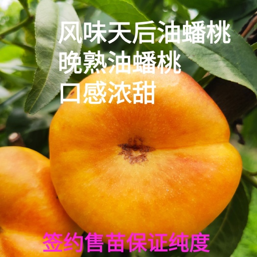 风味天后油蟠桃苗，晚熟油潘新品种，口感浓甜，同时期无竞争品种
