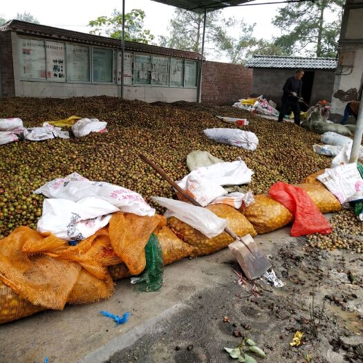 油茶籽  干茶籽，出油率25%以上