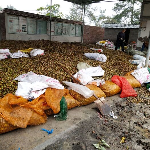 重庆市油茶籽  干茶籽，出油率25%以上