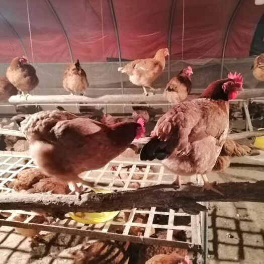 张家川县土鸡  九斤红母鸡 肉质鲜嫩  营养高