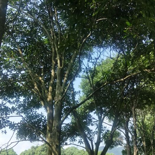 铅山县普通红叶石楠 
