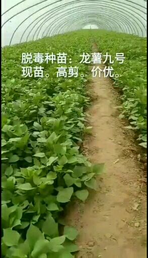 龙薯9号地瓜苗25㎝~30㎝脱毒种薯，早熟高产品种，基地直供