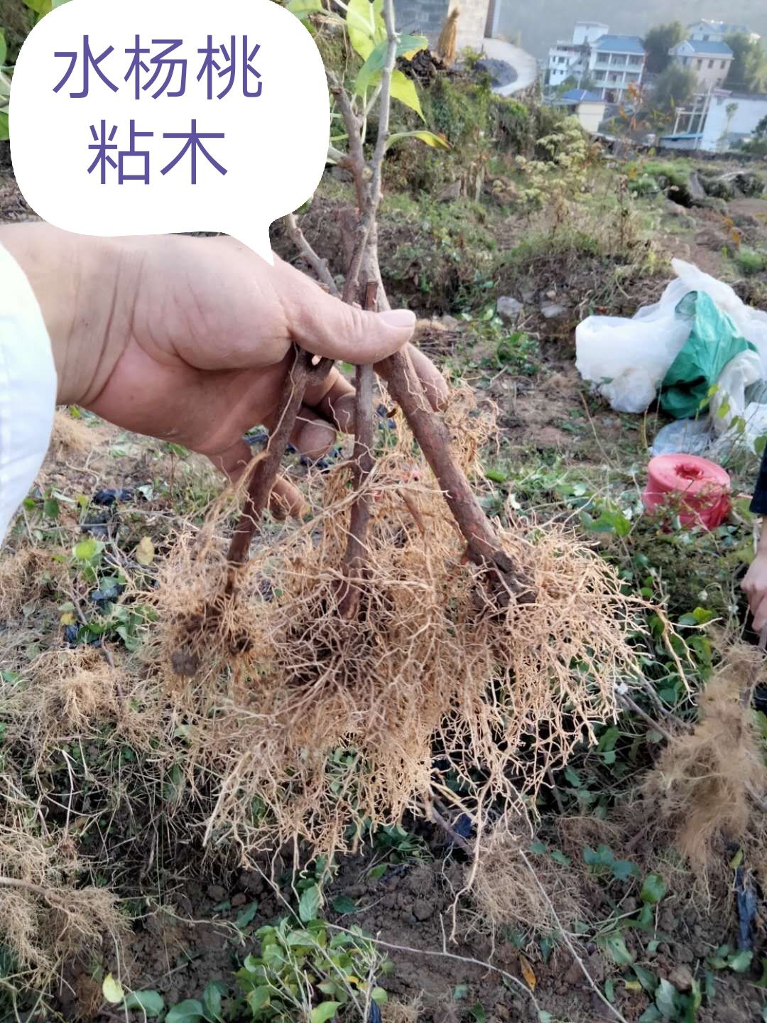 红心猕猴桃苗  水杨桃苗，猕猴桃粘木苗，基地直发，量大从优，欢迎选购！