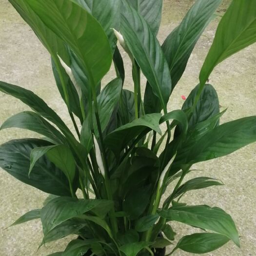 泗阳县 白掌120