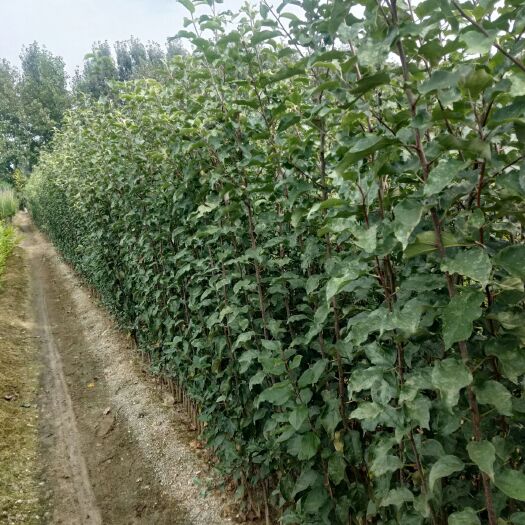 沂水县众成一号苹果树苗  众成1号和众成3号需要苗子的联系，保质保量价格优惠。