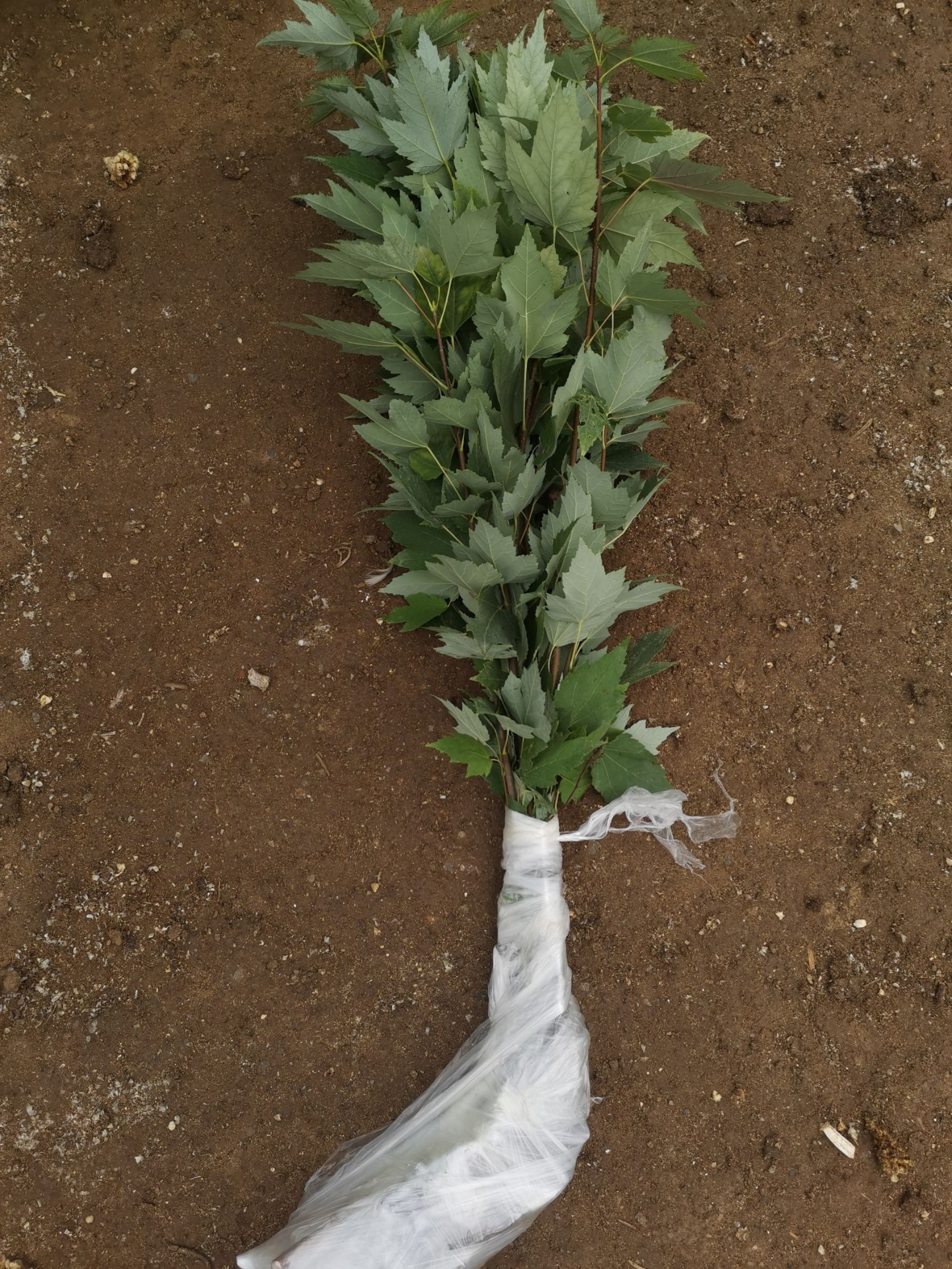 美国红枫红冠，高度树苗红冠红枫，枫树小苗，彩叶树苗，红冠树苗