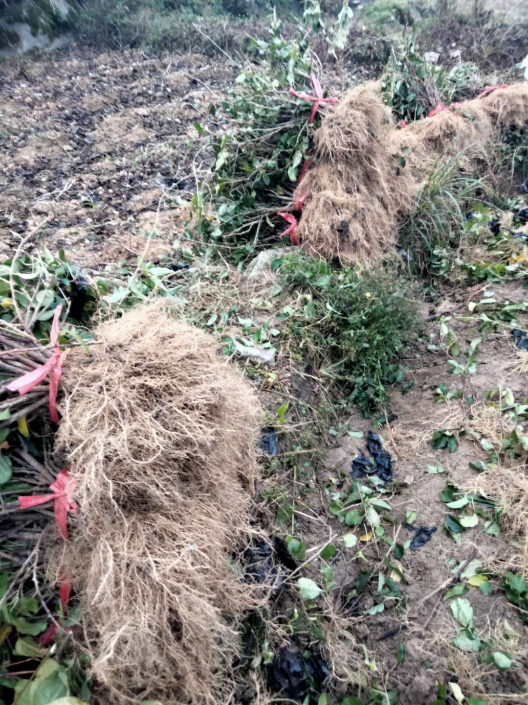 红心猕猴桃苗  水杨桃苗，猕猴桃粘木苗，基地直发，量大从优，欢迎选购！