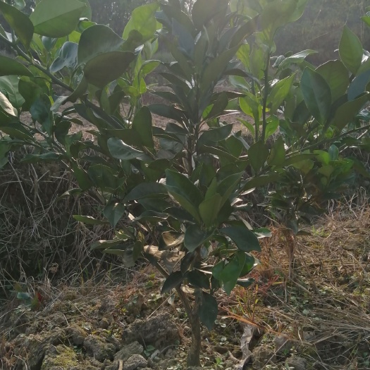 松滋市纽荷尔脐橙苗  纽荷尔脐橙移栽苗 可带土球
