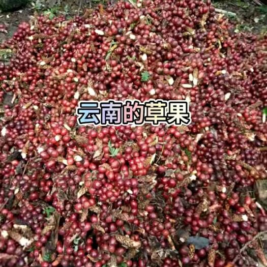 金平县云南  草果