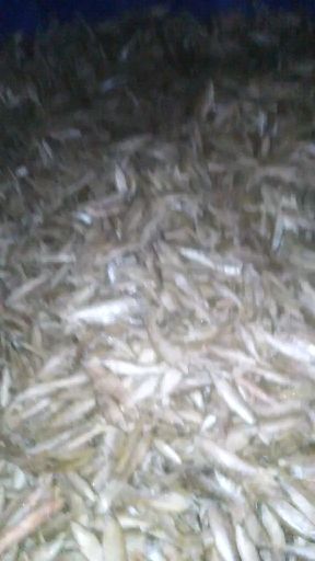  麦穗鱼，散冻每代50斤。还有5斤装速冻，每斤8元。