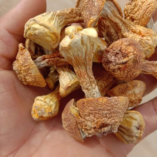 曲周县一手货源姬松茸价位低质量好，