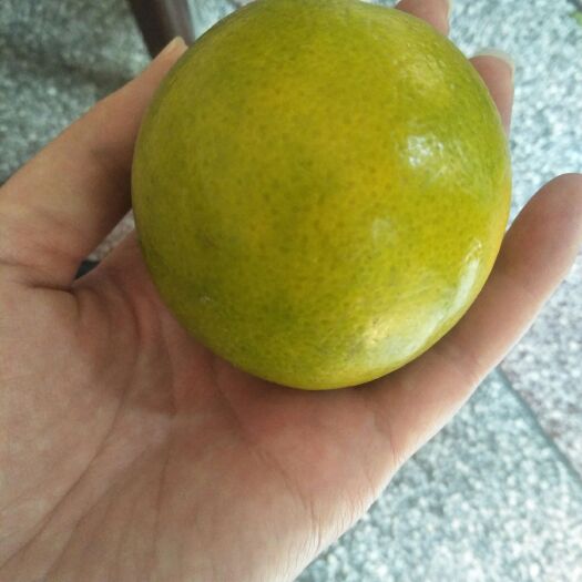 玉溪 云南冰糖橙