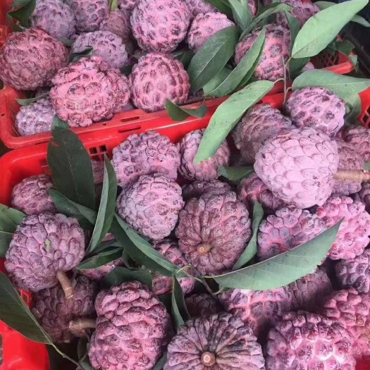 释迦果苗  红皮释迦番荔枝苗