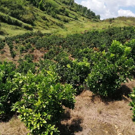 来凤县贡水白柚苗  大柚子树，贡水白柚3-15公分造园柚子树，占地