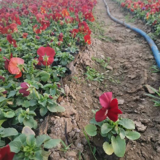 常州三色堇耐寒组摆花卉 冷季型草花三色堇盆栽 公园道路绿化