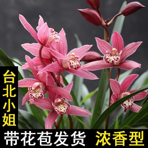 南靖县台北小姐兰 带花苞出售 建兰四季兰 台北小姐 兰花苗 好养易活浓香型盆栽