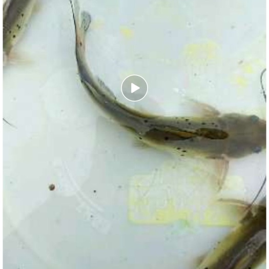 普定县斑点叉尾鮰苗 