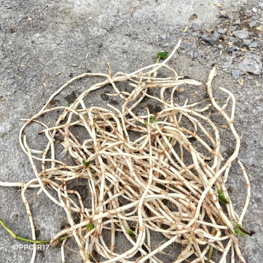 兔耳 贵州鱼腥草种植基地