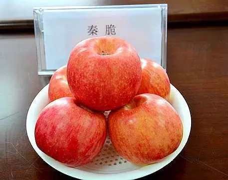 秦脆苹果树苗  瑞雪苹果苗  维纳斯黄金苹果苗 富士苹果苗