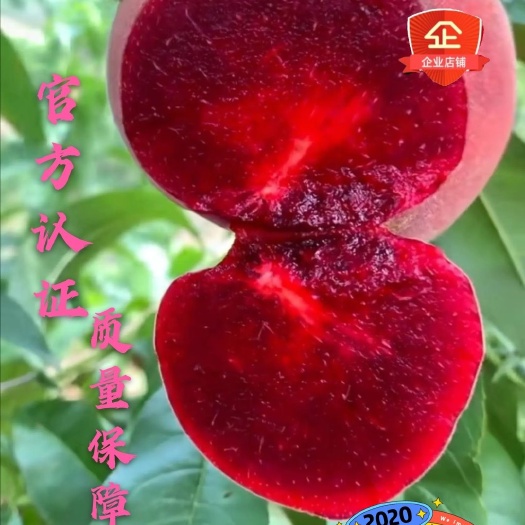 平邑县 风味血桃苗 基地直邮 现挖现发 品种保证 存活率高  包邮