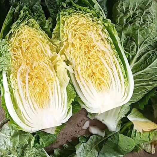 兰陵县精品黄心白菜