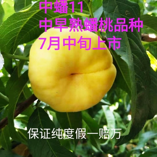 寿光市中蟠11号桃树苗  七月毛蟠桃，中蟠11桃树苗，中熟蟠桃优良