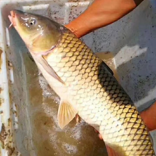 长丰县鲤鱼