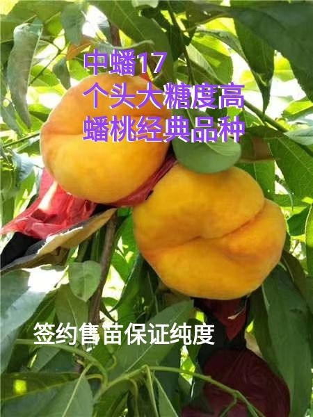 寿光市中蟠17号桃苗  八月成熟毛蟠桃，中蟠17桃树苗，中熟蟠桃优