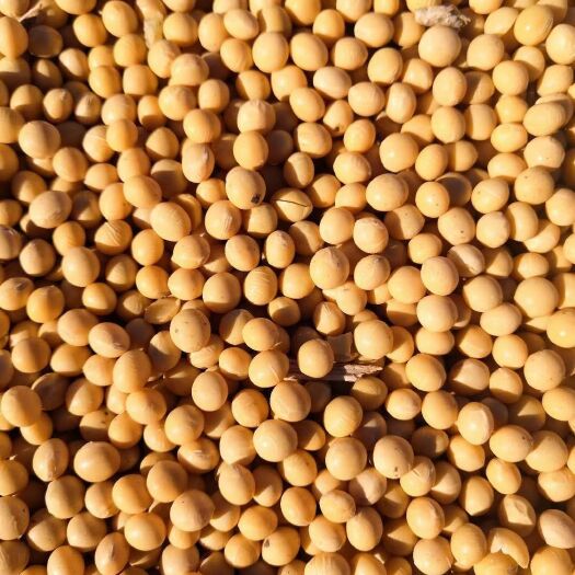 莫旗黄大豆 生大豆 1等品 