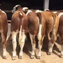 威宁县杂交牛  供货充足