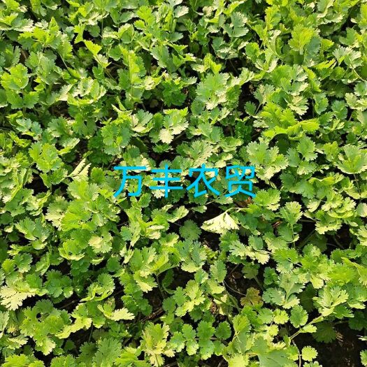 聊城绿油油的香菜芫荽