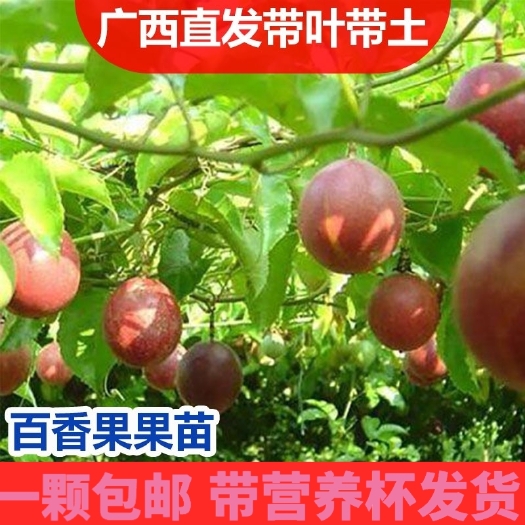 灵山县黄金百香果苗  百香果苗爬藤植物，根系发达四季结果