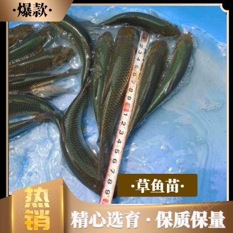 南宁草鱼苗，快大型草鱼苗，草鱼苗