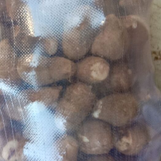 镇宁县毛芋头  芋头需要的联系。都是经过第二次挑选。