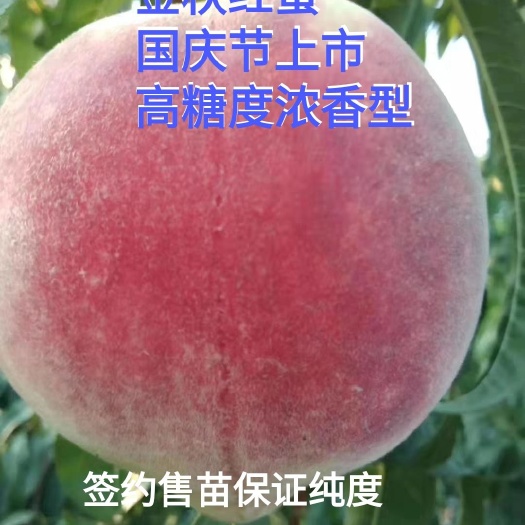 寿光市金秋红蜜桃苗  晚熟桃，金秋红蜜桃树苗，中秋国庆双节上市，口