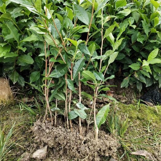 雅安黄金芽茶苗  大量批发各类茶苗