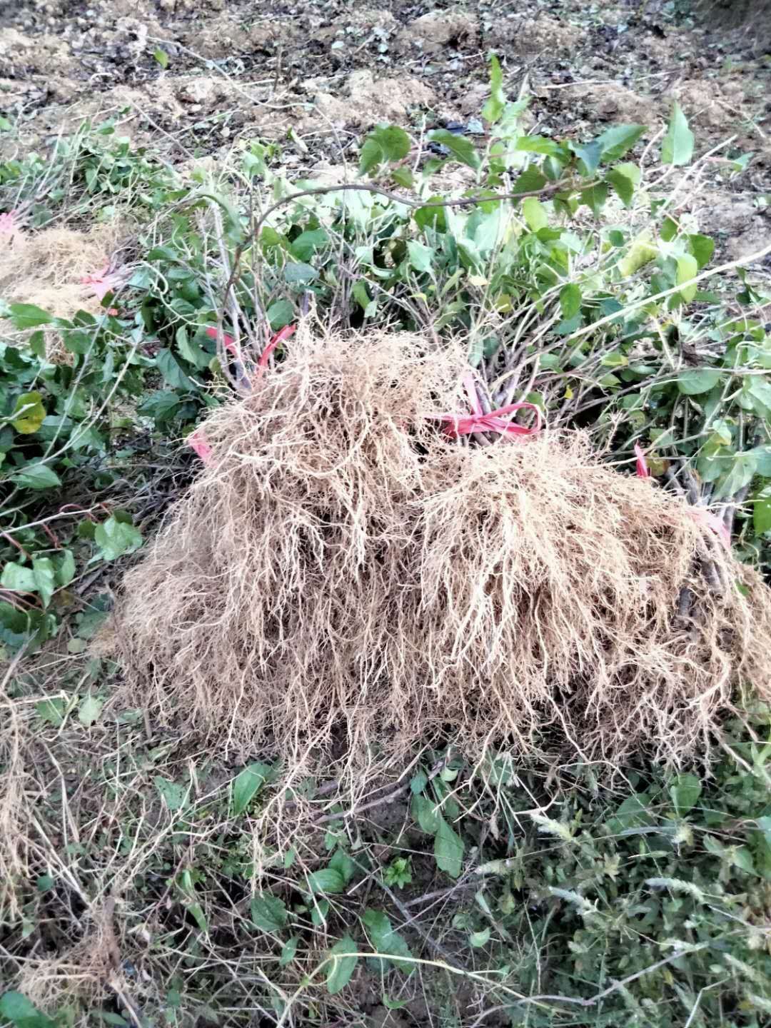 红心猕猴桃苗  水杨桃苗，猕猴桃粘木苗，基地直发，量大从优，欢迎选购！