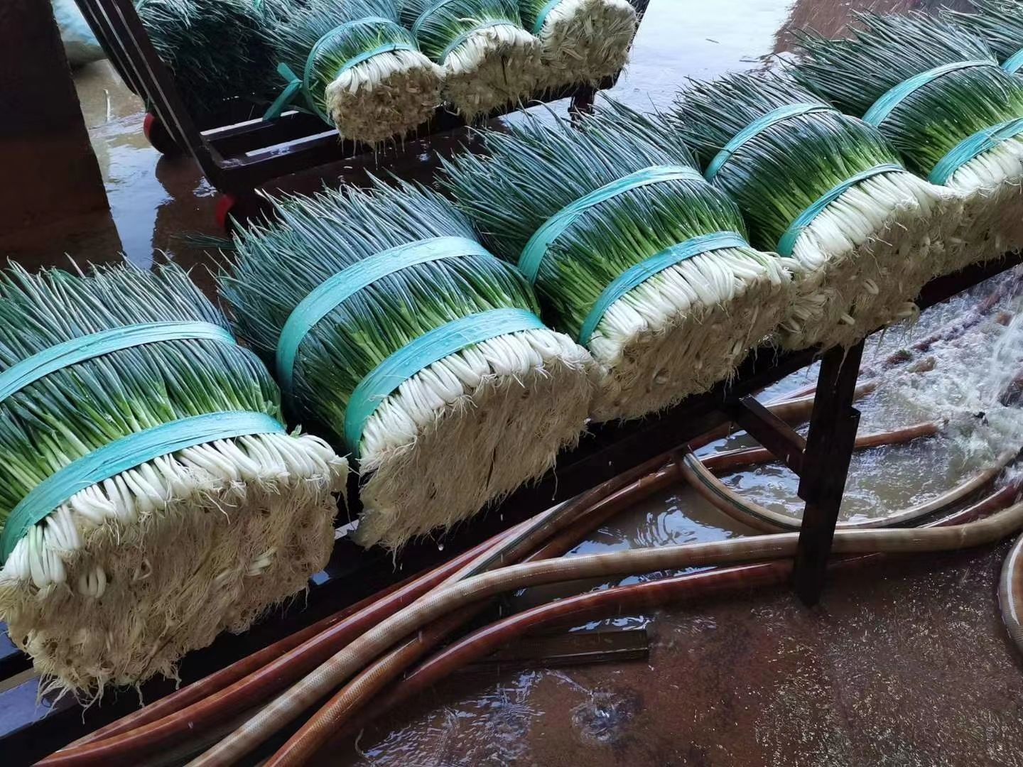 四季葱  小葱红葱 黑葱 云南红河泸西