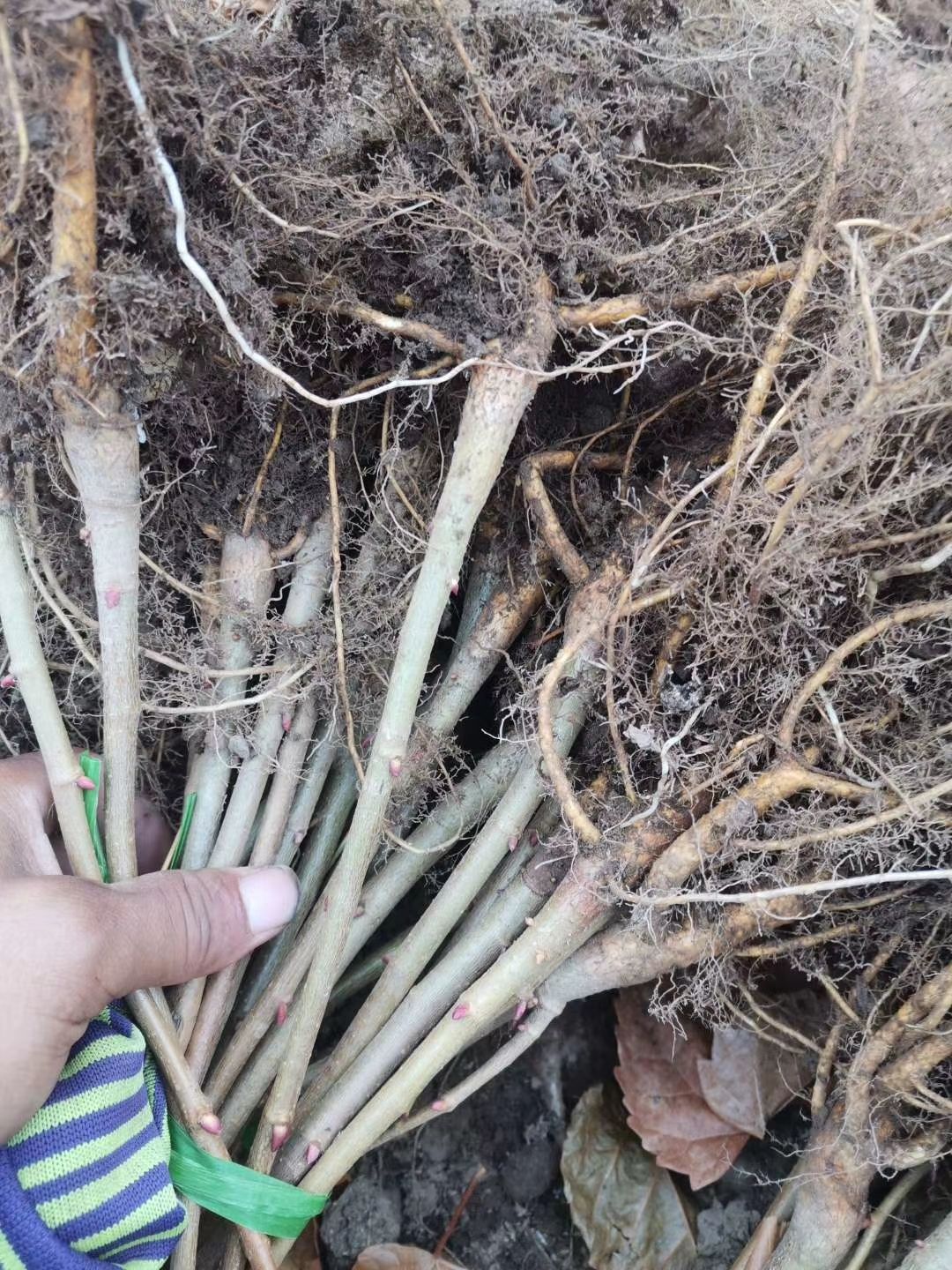 椴树苗  紫椴苗，绿化苗木，糠椴苗，小叶椴，大叶椴