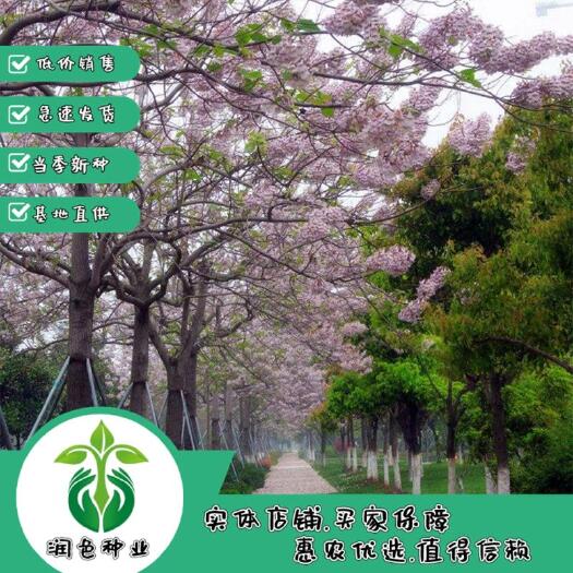 武汉新采林木树种 泡桐种子 空桐木 水桐 桐木树苗木植物 高芽率