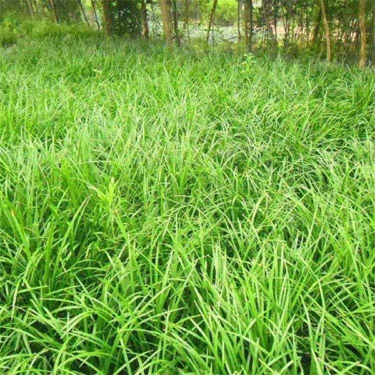 襄樊 麦冬草，湖北襄阳麦冬草基地直销优质超低价