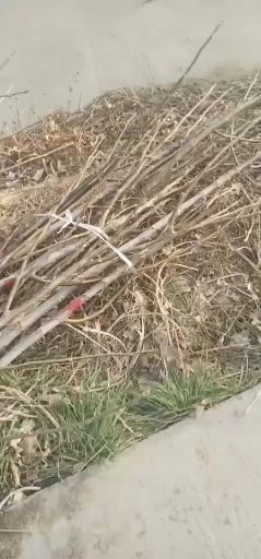 辽7核桃苗  各种规格核桃树核桃苗