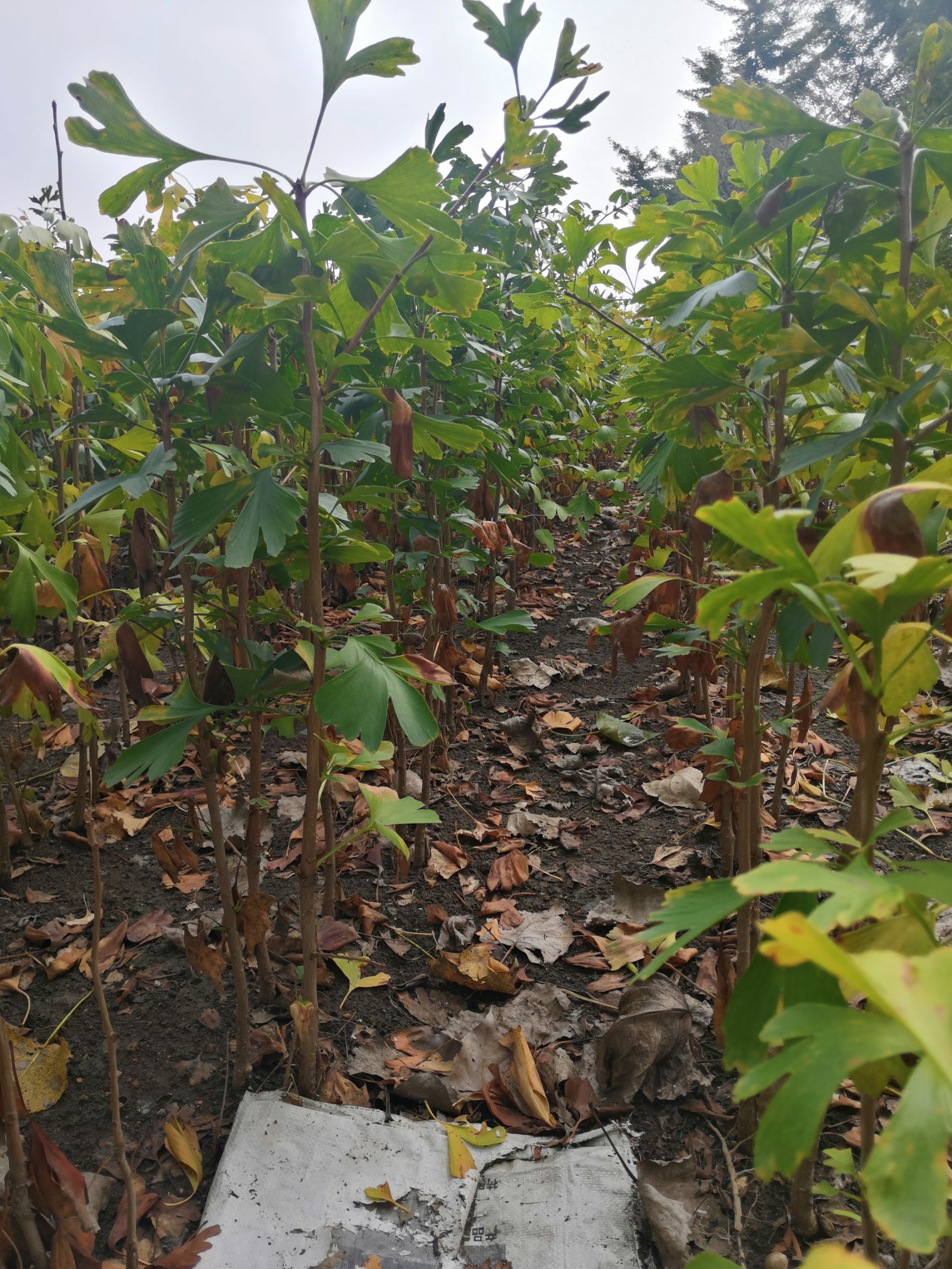 银杏树苗  银杏小苗银杏树苗银杏新苗批发价格