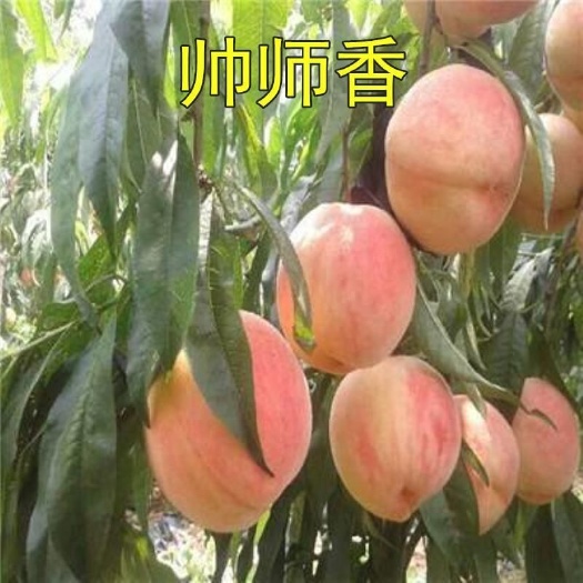 平邑县帅师香桃苗  帅师香桃树苗 嫁接桃树苗基地直发现挖发货当年可结果个大脆甜